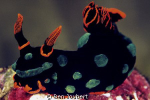 Clown Nudi (my name for it), just another one of the many... by Ben Joubert 